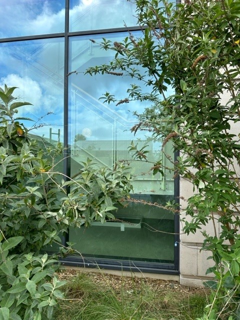Large Glass Panel Window Replacement
